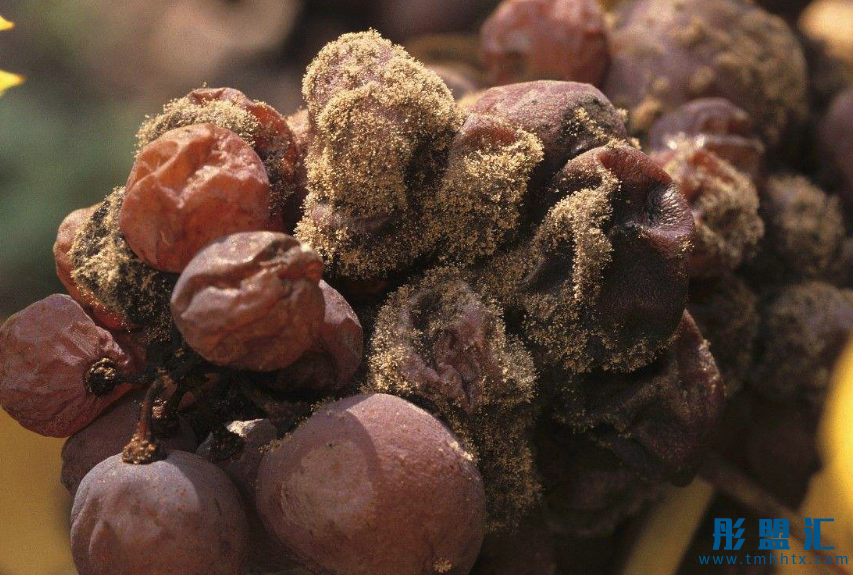 揭秘葡萄酒中甜美誘人的一股清流——甜型葡萄酒